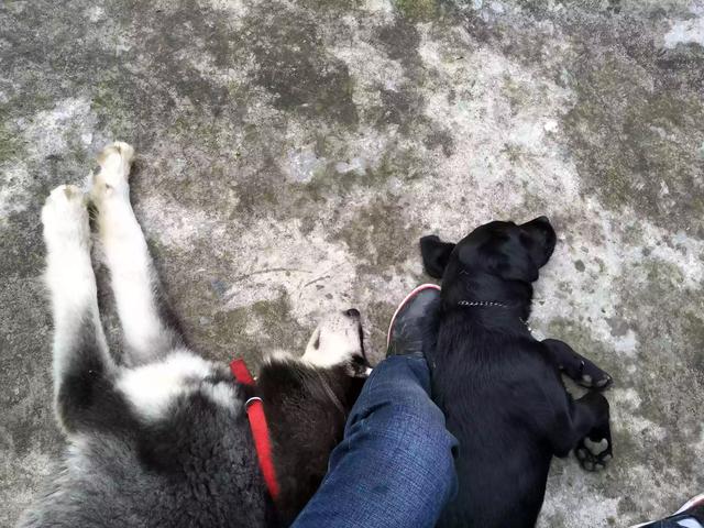 拉布拉多纯种多少钱幼犬黑色:拉布拉多犬的价格一般是多少？