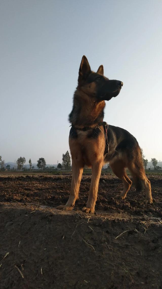 德国牧羊犬价格表:买一只德国牧羊犬要多少钱？ 德国牧羊犬的价格