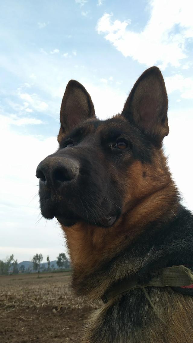 德国牧羊犬价格表:买一只德国牧羊犬要多少钱？ 德国牧羊犬的价格