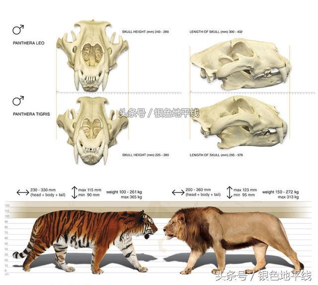 老虎的体型能比狮子大多少呢？