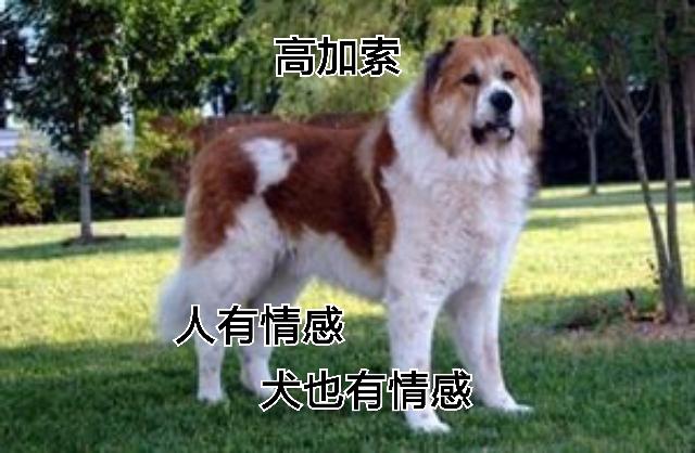 世界名犬排行榜:世界名犬排行榜前十 “下司犬”列入世界名犬，猎犬战斗力如何？只在贵州有吗？
