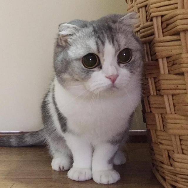 猫怕黄瓜吓飞了的视频:如何阻止猫主子乱翻垃圾桶？ 猫怕黄瓜吓飞了的视频3d动画