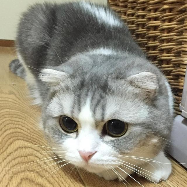 猫怕黄瓜吓飞了的视频:如何阻止猫主子乱翻垃圾桶？ 猫怕黄瓜吓飞了的视频3d动画