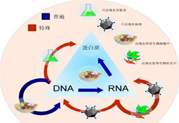 肺鱼图片:地球上有哪些生物是以违背生命规律的方式存在的？