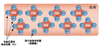 头条问答 - 氧气是如何进入肾脏的?(过程)?(6个回答)