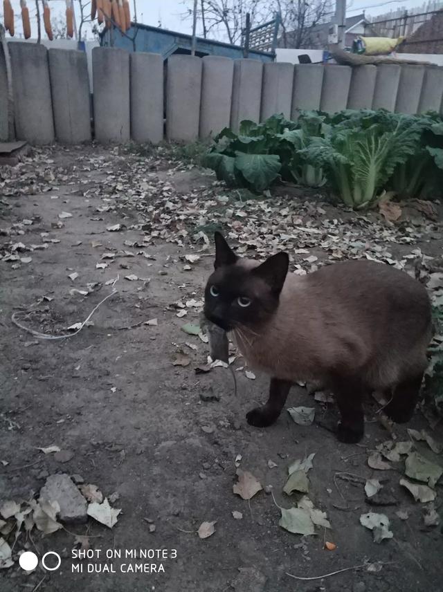 养猫记angelo:猫会认路吗？怎么从几里路外自己回来了？