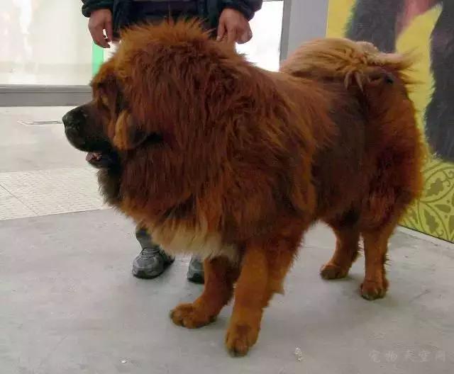 中国名犬:中国有哪些不输于外国的优秀犬种？ 中国名犬有哪些品种