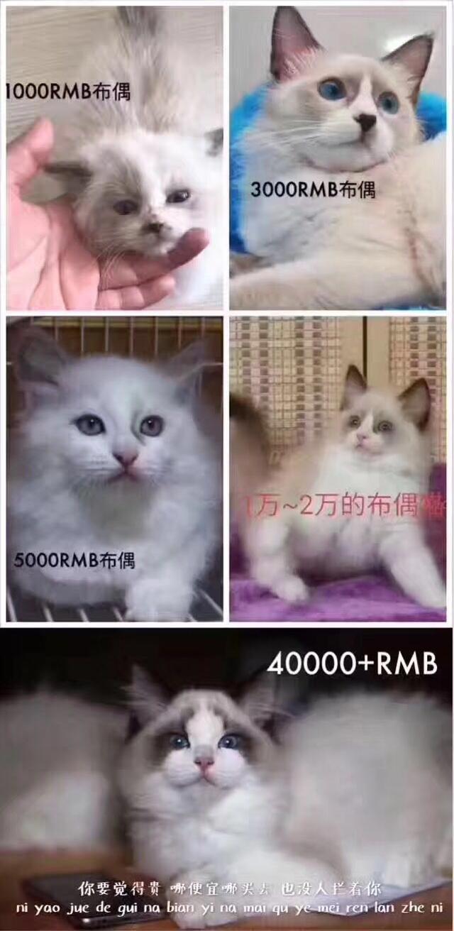 白色孟加拉猫:白色孟加拉猫一般多少钱 作为铲屎官的你有哪些被无良猫商坑害过的经历？