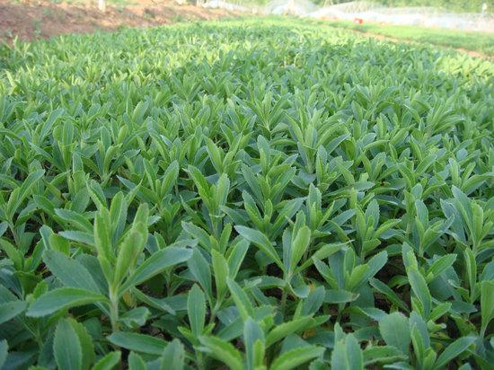 野生甜茶叶的副作用,云南野生茶树的茶能喝吗?