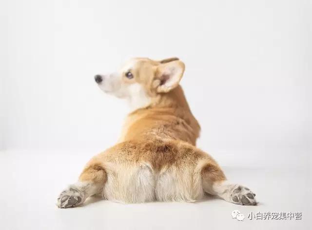 白色的威尔斯科基犬:威尔斯柯基犬品相 有一只小短腿柯基陪伴是怎样的体验？