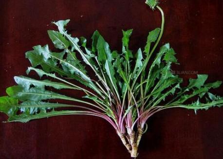 野菜图片大全及名字,在农村你吃过的野菜有哪些？