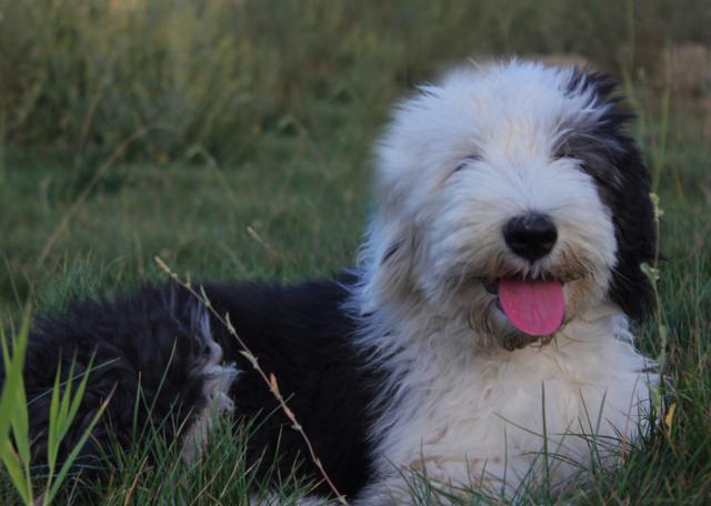 古代长须牧羊犬的屁股:英国古代牧羊犬的原产地到底是德国还是英国？