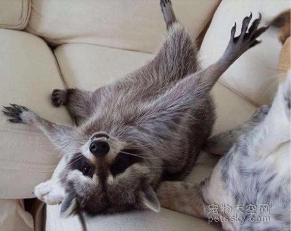 另类宠物图片:有什么和猫狗一样互动活动可以很多而且互动性强的宠物？