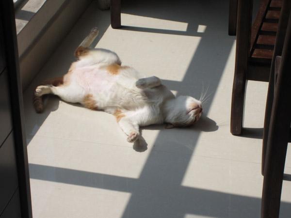 给猫猫吸的猫薄荷是什么:猫薄荷对猫有没有吸引力？ 猫猫吃了猫薄荷有什么好处