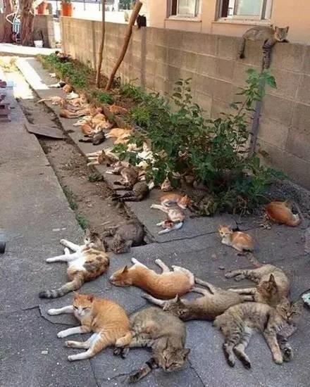 给猫猫吸的猫薄荷是什么:猫薄荷对猫有没有吸引力？ 猫猫吃了猫薄荷有什么好处