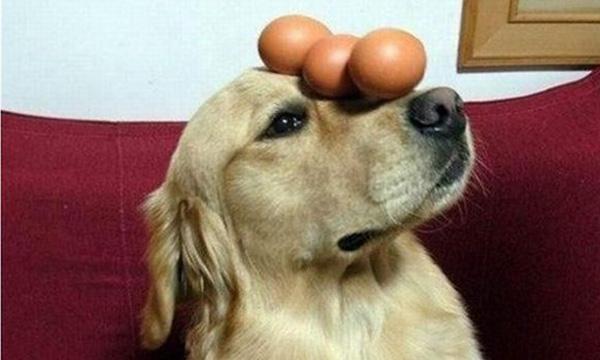 犬饲先生养狗记开始的小狗:狗狗能吃鸡蛋吗？需要注意什么？