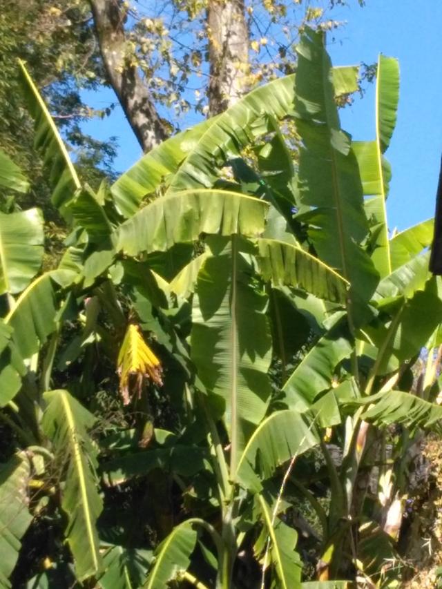 头条问答 香蕉种植行情怎么样 个回答