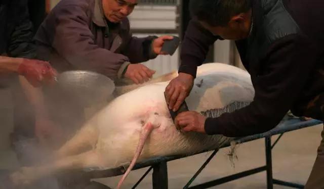杀猪饭的魅力是什么，云南的“杀猪饭”是一种怎样的情怀