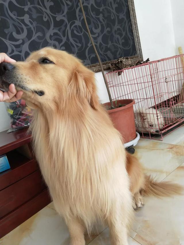 头条问答 - 金毛六个月毛还是没长长,怎么办?(4个回答)