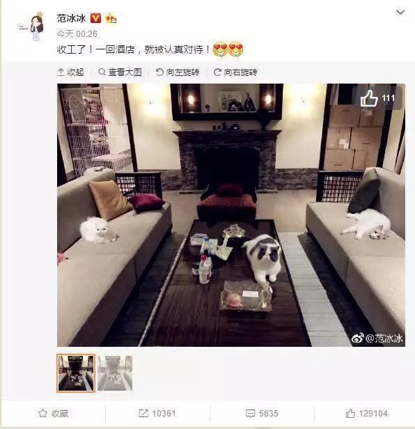 吸猫:如何看待当代年轻人喜欢吸猫多过于养狗？