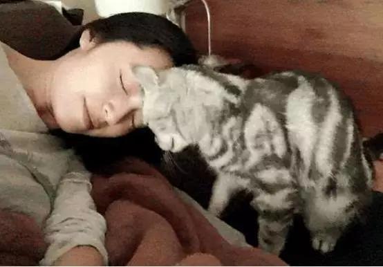吸猫:如何看待当代年轻人喜欢吸猫多过于养狗？