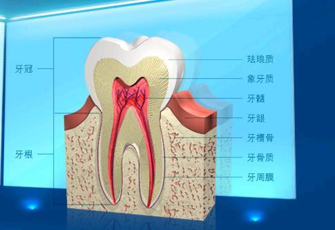 牙齿分为哪几种:种植牙都分哪几种？性价比哪种比较高？