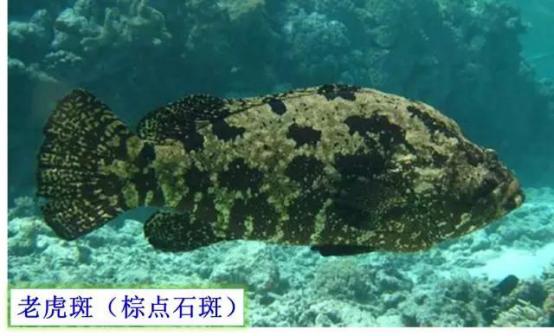 龙趸王:市场上常见的石斑鱼品种有哪些