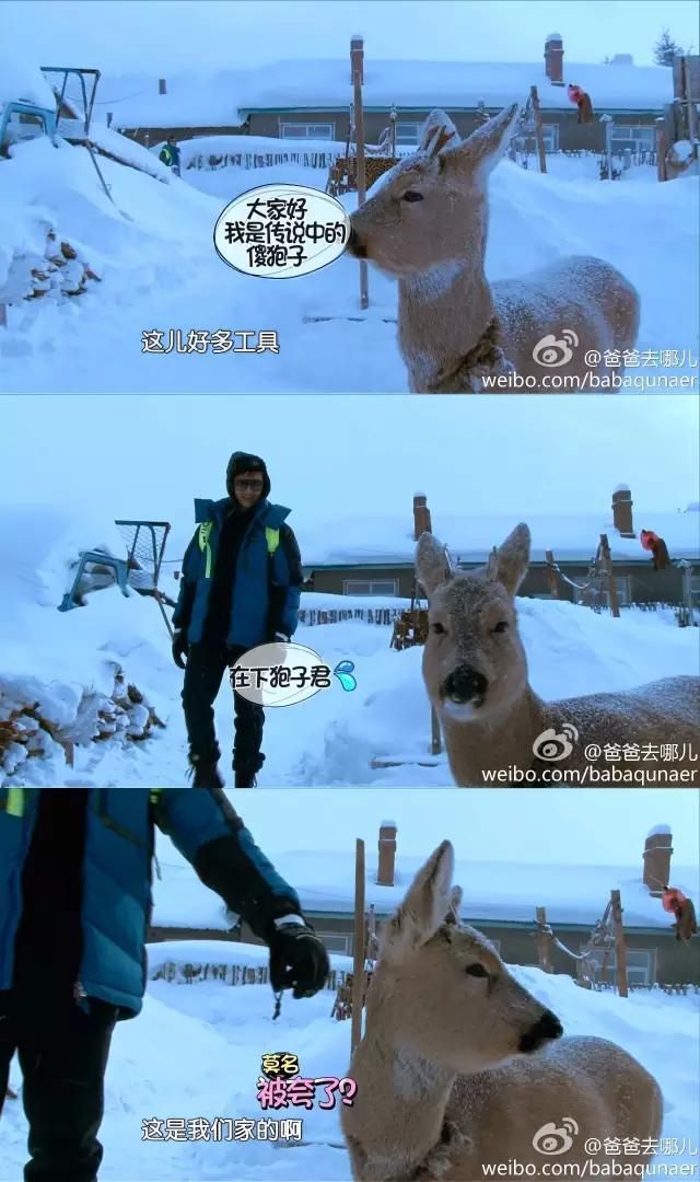 傻袍子:东北小哥经常叫一个姑娘“傻狍子”啥意思？
