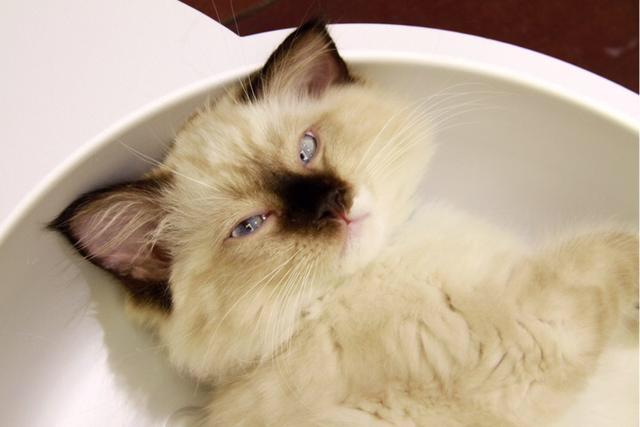 欧洲短毛猫体重体型:什么猫性格温顺，比较粘人呢？ 美国短毛猫体型