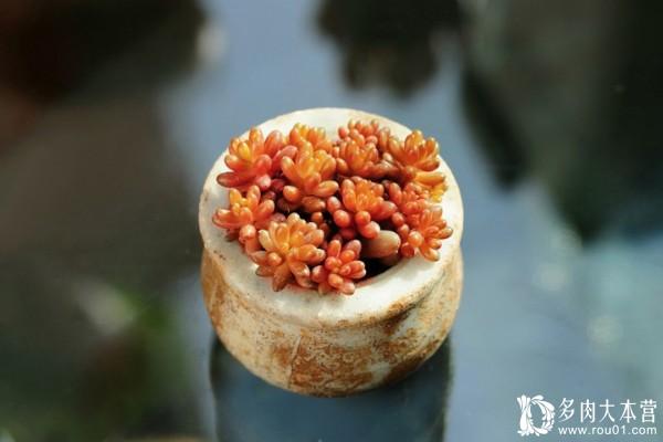 虹之玉叶片:为什么多肉虹之玉的颜色很深？