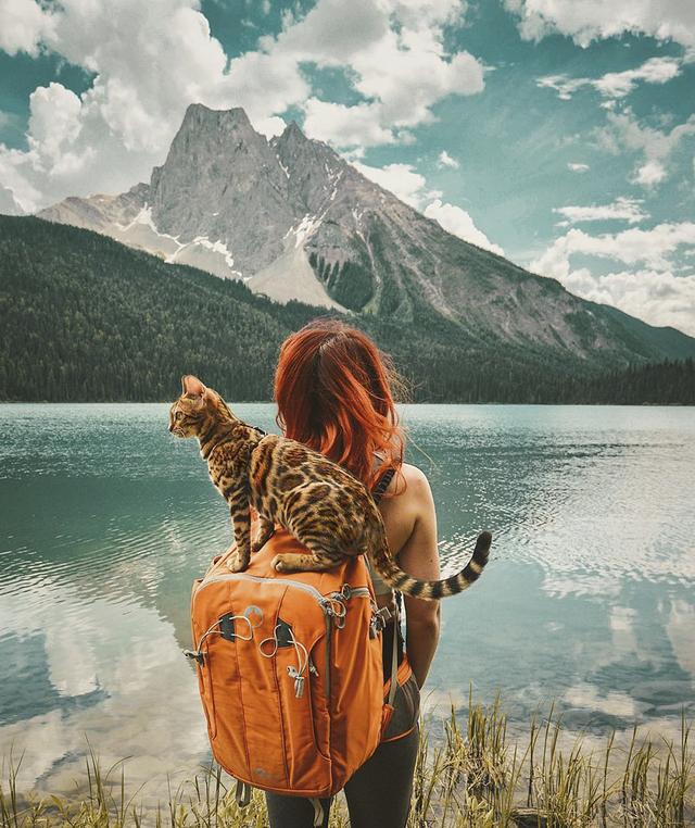 孟加拉国猫是活动量非常大的猫咪:养孟加拉豹猫是什么体验？