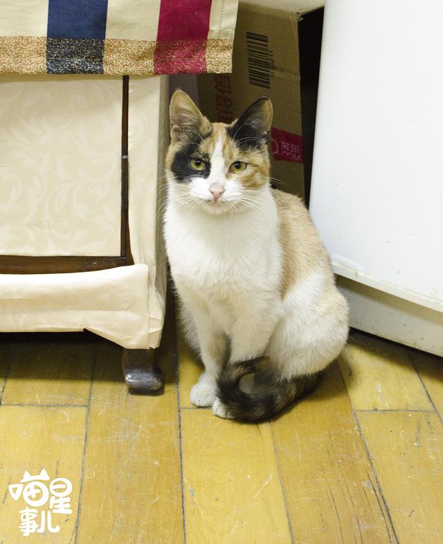 搓手猫被领养了吗:成年的猫咪如果知道自己被领养了，它会记恨原主人吗？