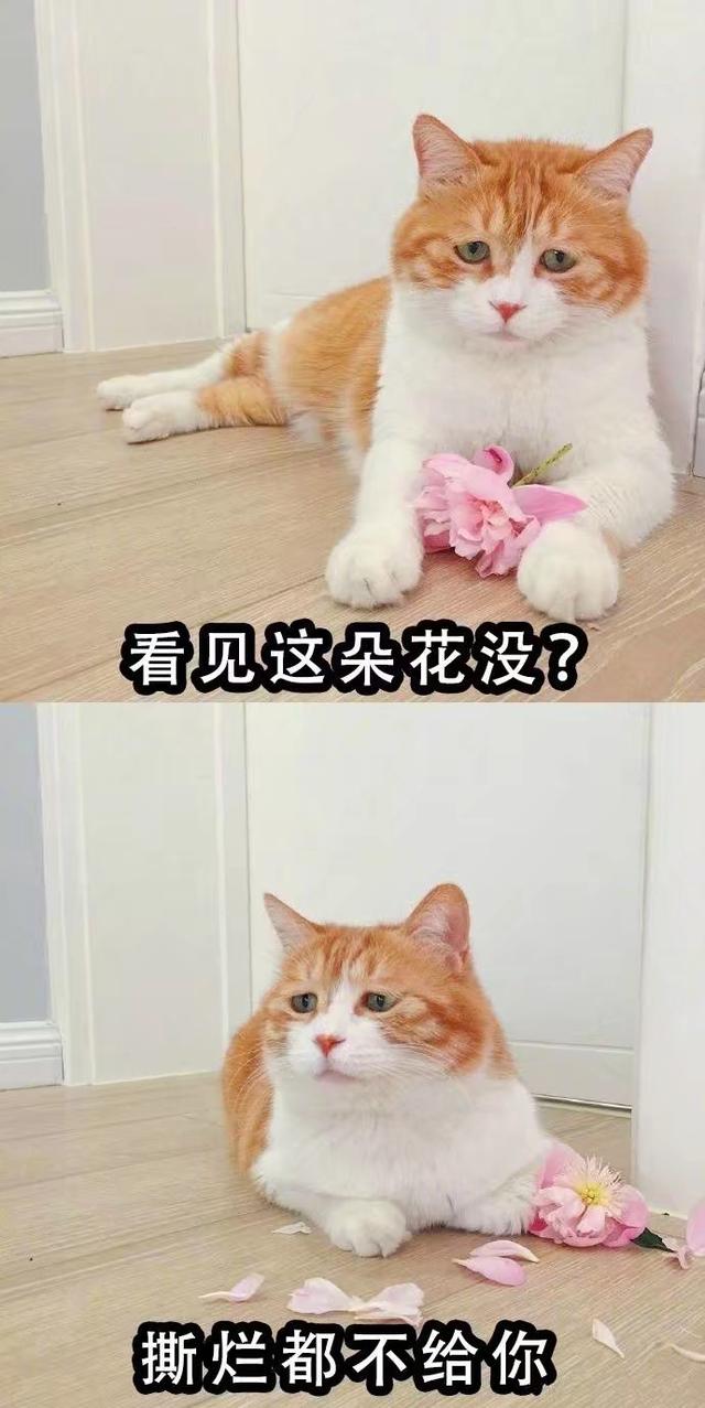 <a href=https://maguai.com/list/256-0-0.html target=_blank class=infotextkey>朋友圈</a>说说得好句子爱情:<a href=https://maguai.com/list/256-0-0.html target=_blank class=infotextkey>朋友圈</a>你最喜欢的句子是什么？