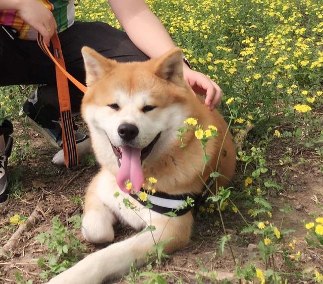 头条问答 柴犬好养还是秋田犬好养 豆包也是干粮的回答 0赞