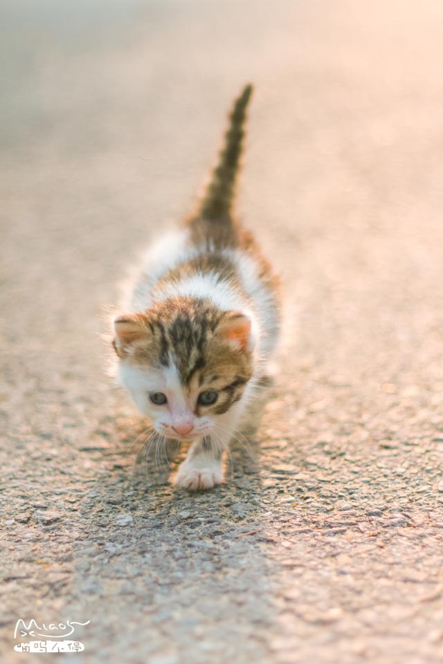 抓猫:主人警告过不能捉猫玩，小孩子捉来玩，且被抓伤，主人要担责吗？