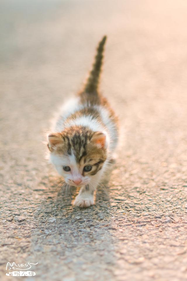 旧衣服改造猫窝:怎样废物利用：旧衣服改造收纳盒？