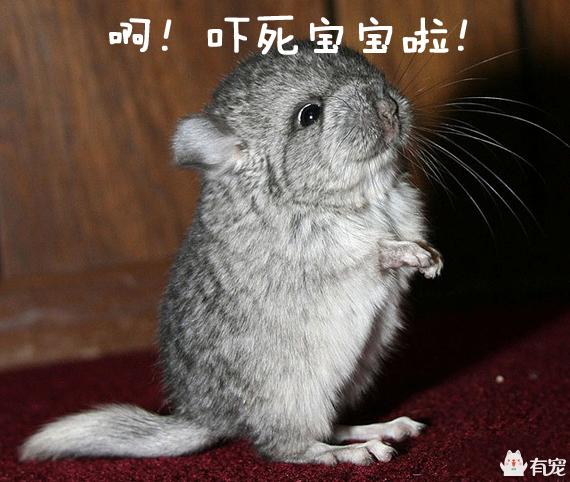 2021年霸王角蛙寿命有多长:龙猫好养吗，有啥优缺点？