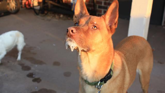 世界狂犬病发病率:为什么美国狂犬病发病率那么低，到底怎么做到的？ 中国狂犬病发病率世界第