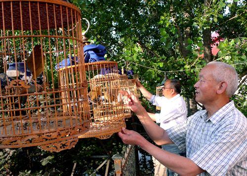 中华雀鸟论坛宠物地带:鸟养多了，对肺部有影响吗？ 中华雀鸟论坛