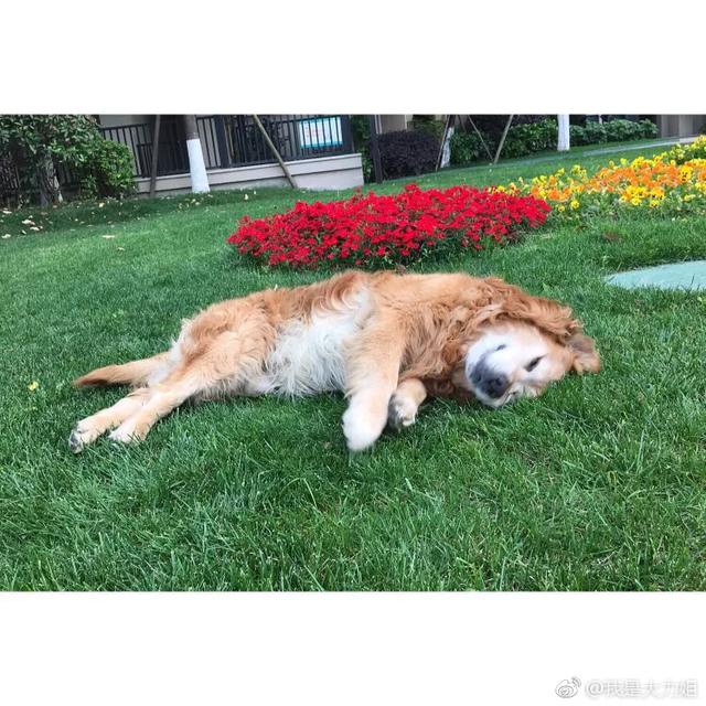 绿鱼狗照片:有人说金毛成为了受欢迎的宠物狗，你怎么看？