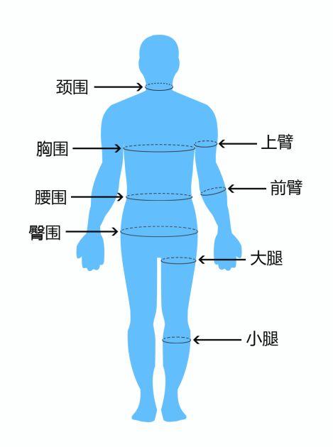 准备一个小尺子,量量胸围,腰围,大腿围,小腿围,臂围,臀围,记录下来.