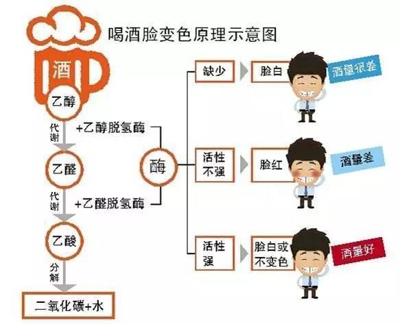 喝酒红脸的人到底是能喝还是不能喝