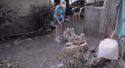 宠物犬图片大全:宠物狗大全图片及名称 有人说金毛成为了受欢迎的宠物狗，你怎么看？