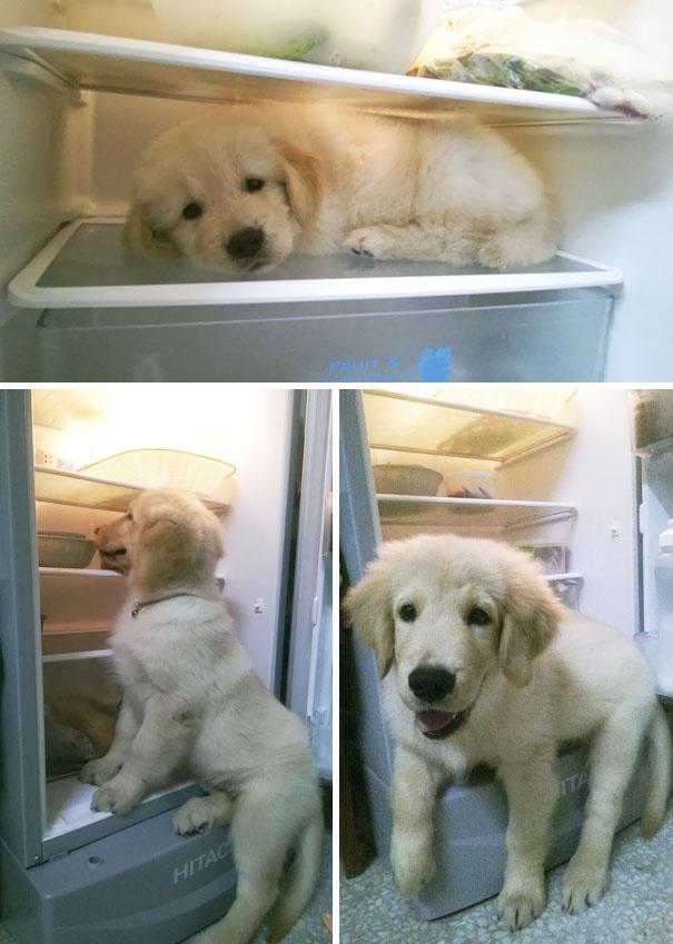 宠物犬图片大全:宠物狗大全图片及名称 有人说金毛成为了受欢迎的宠物狗，你怎么看？