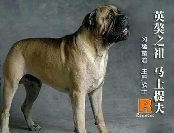 法国獒犬视频:法国波尔多獒犬 狗，犬，獒有什么不同？哪个更适合家养？