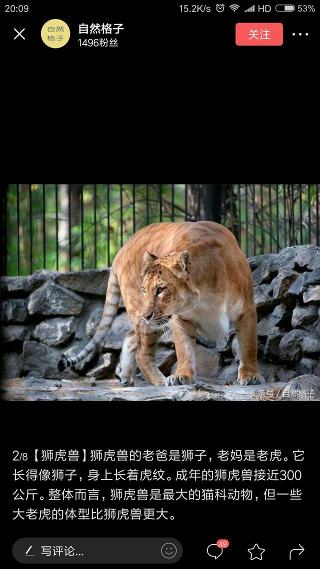 狮豹兽的繁殖方法 豹狮兽是属于人工繁殖的吗？
