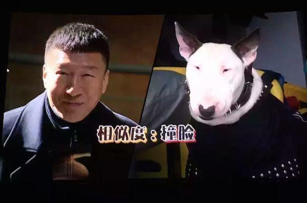 牛头梗介绍:为什么老说牛头梗是孙红雷？