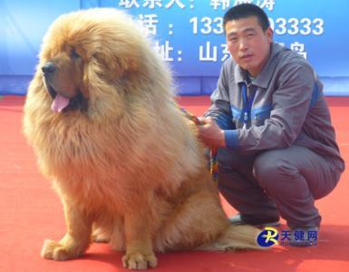 中国名犬藏獒视频:十只藏獒能打赢一头雄狮吗？