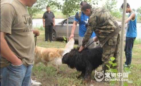 藏獒vs狼的真实打斗:藏獒相当于什么品种狼的战斗力，相当于什么猫科动物的战斗力？