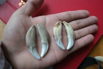 藏獒斗老虎:十只藏獒能打赢一头雄狮吗？